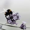 Insektshotell - Bild 4
