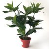 Guava 38 cm - Bild 2