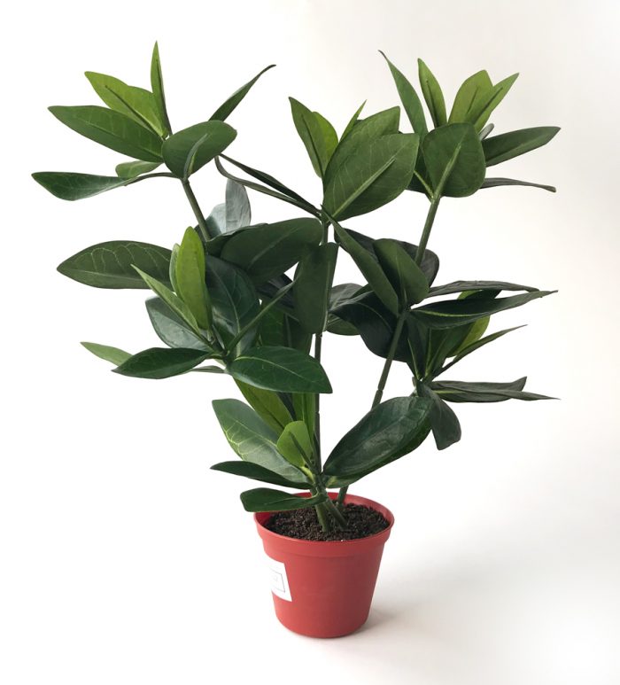 Guava 38 cm - Bild 2