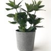 Guava 38 cm