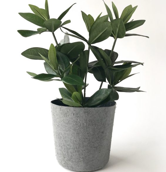 Guava 38 cm
