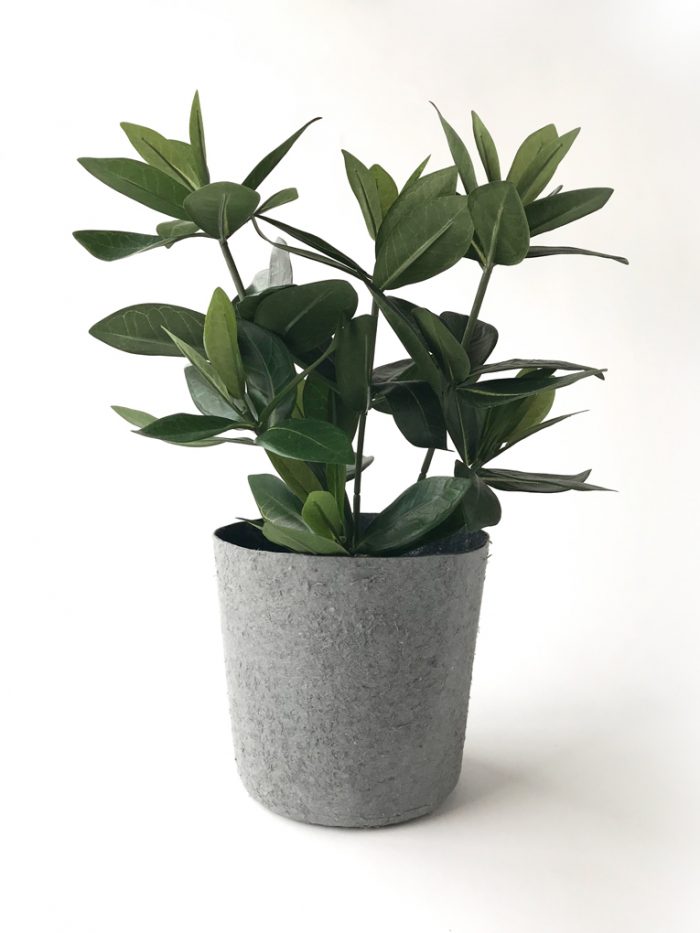 Guava 38 cm
