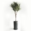 Dracaena Palm - Bild 3