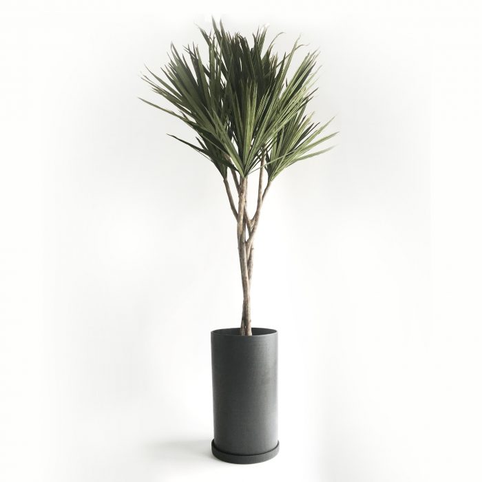 Dracaena Palm - Bild 3