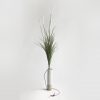 Grass Onion 99 cm