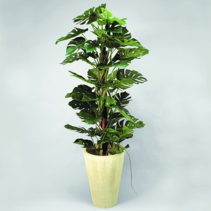 Monstera