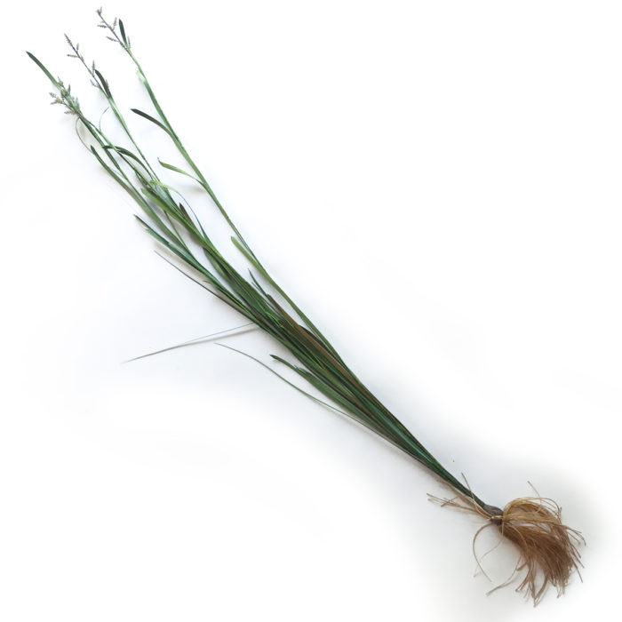 Gräs med rötter