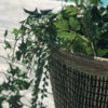 Cissus Vinranka - Bild 2
