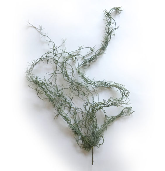 Spansk Mossa Tillandsia