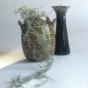 Spansk Mossa Tillandsia - Bild 2