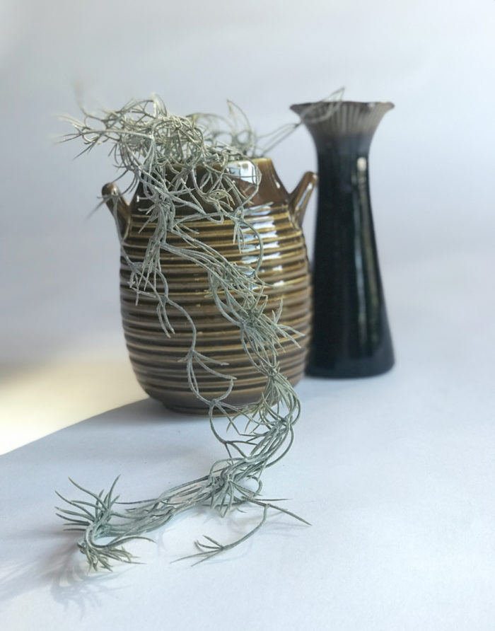 Spansk Mossa Tillandsia - Bild 2