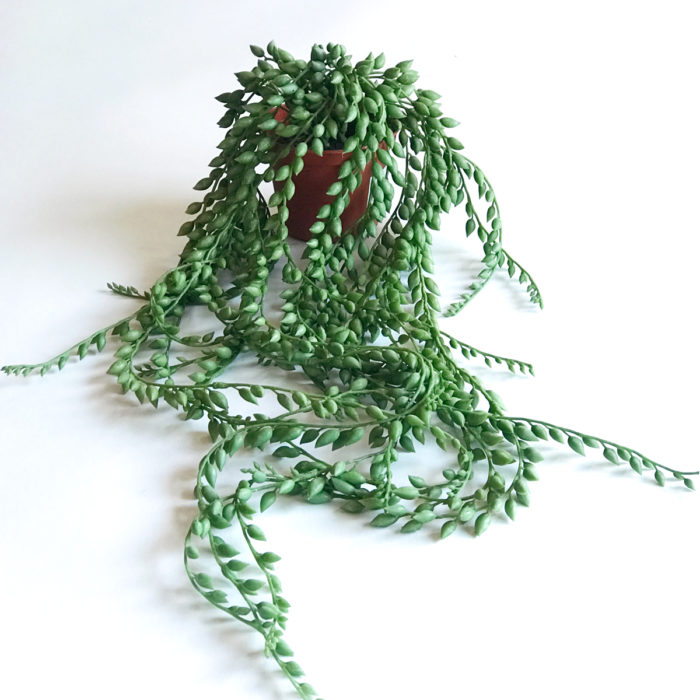 Senecio Ärtor på tråd