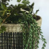 Cissus Vinranka - Bild 4