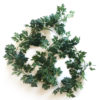 Cissus Vinranka
