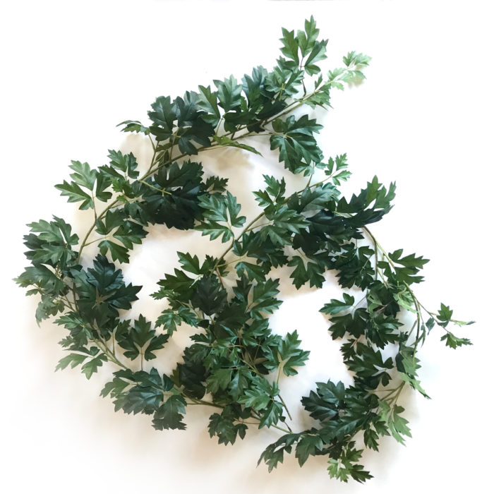 Cissus Vinranka