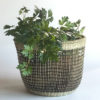 Cissus Vinranka - Bild 5