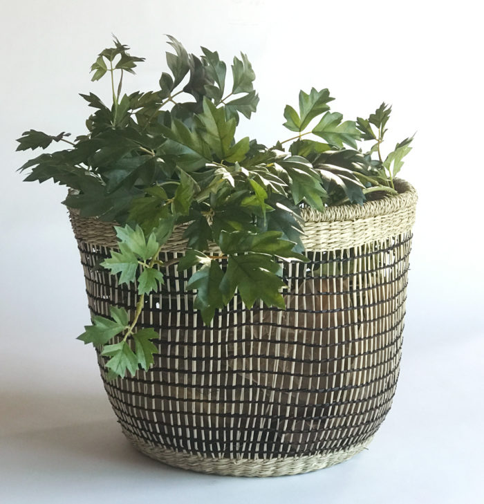 Cissus Vinranka - Bild 5