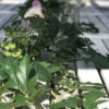 Cissus Vinranka - Bild 3