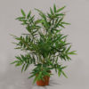 Bamboo - Bild 2