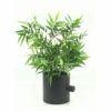 Bamboo