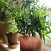 Bamboo - Bild 3