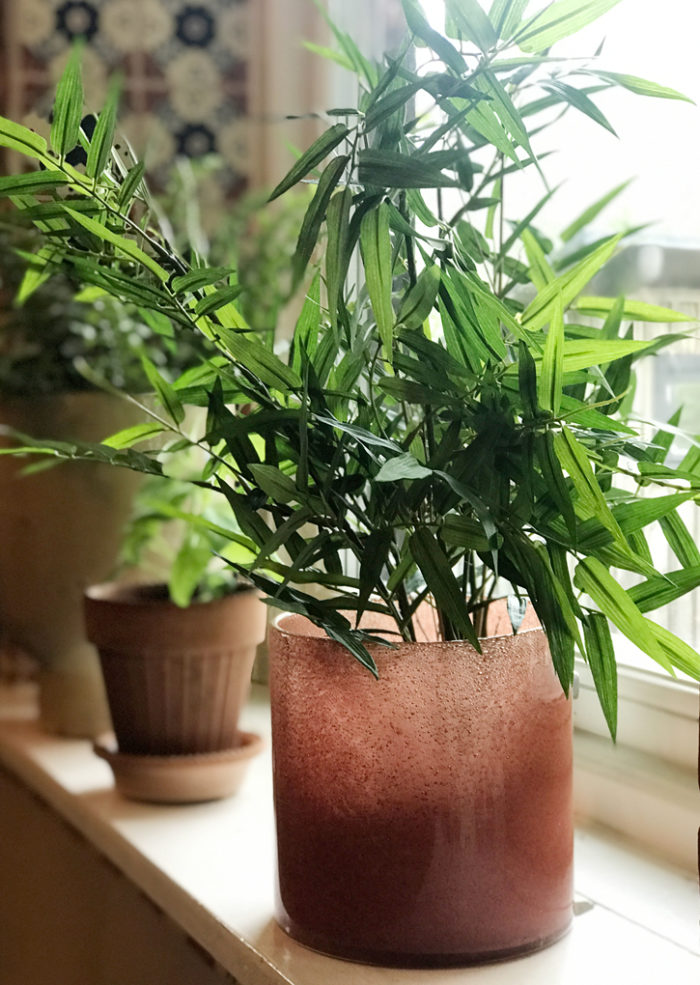 Bamboo - Bild 3
