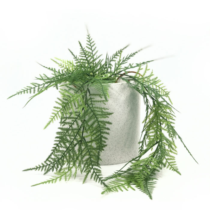 Fjädersparris - Bild 2