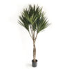 Dracaena Palm
