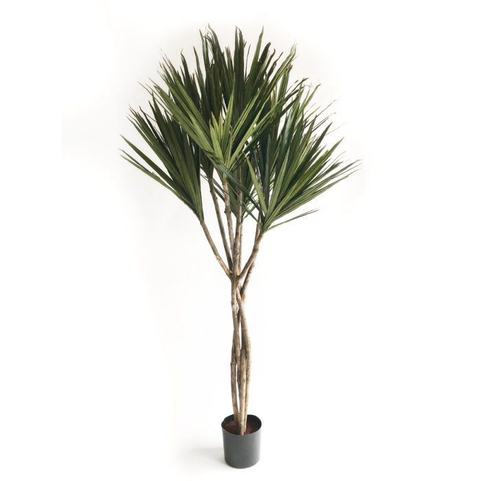 Dracaena Palm