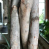 Dracaena Palm - Bild 2