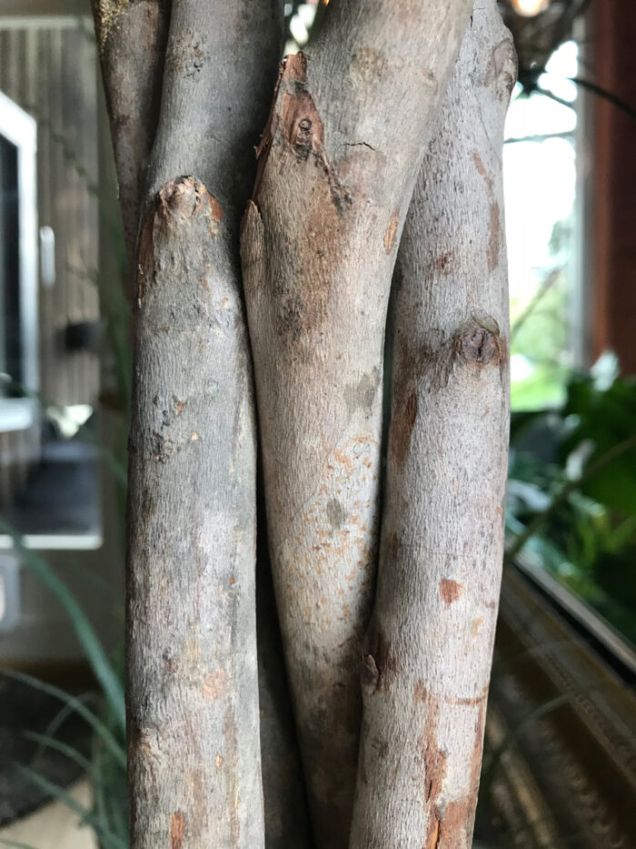 Dracaena Palm - Bild 2