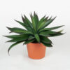Agave