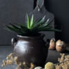 Agave - Bild 2