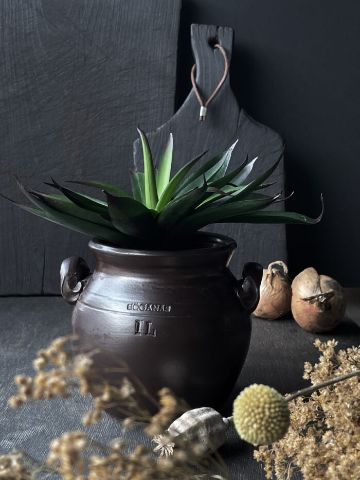 Agave - Bild 2