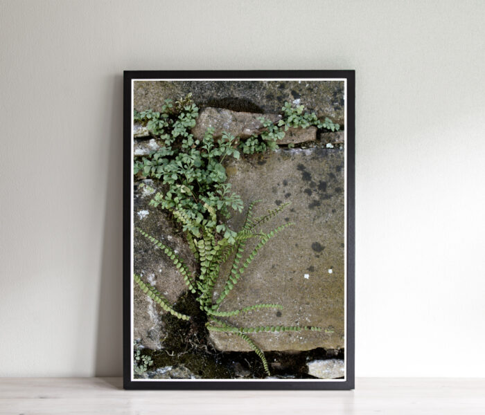 Print Fotografi Plant - Bild 2