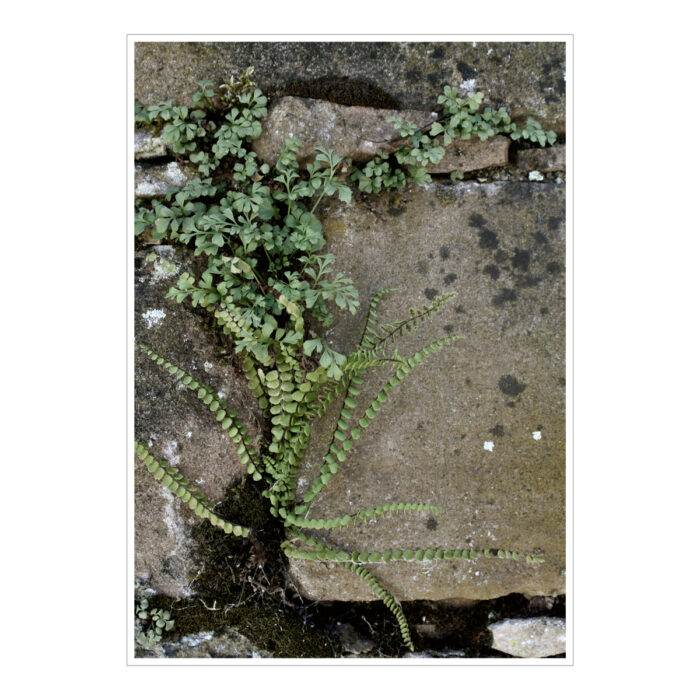 Print Fotografi Plant
