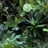 Agave - Bild 3