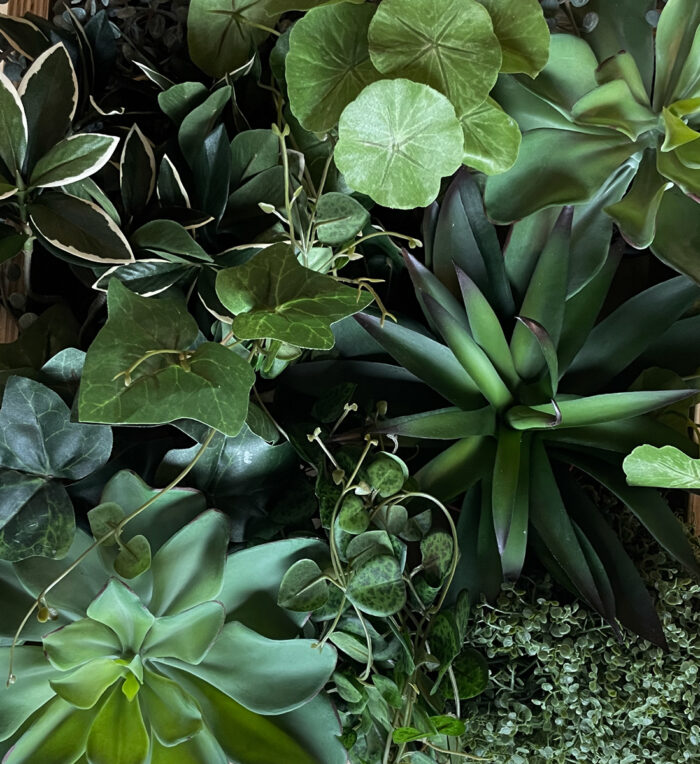 Agave - Bild 3
