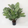 Calathea 56 cm