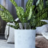 Calathea 56 cm - Bild 2