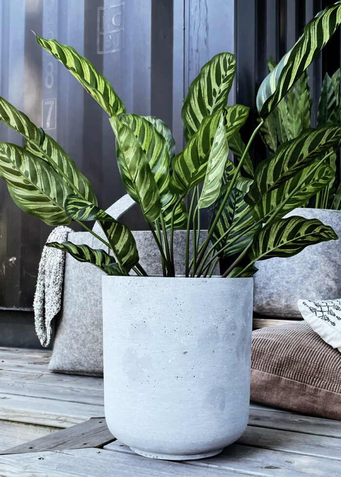 Calathea 56 cm - Bild 2