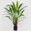 Calathea 77 cm