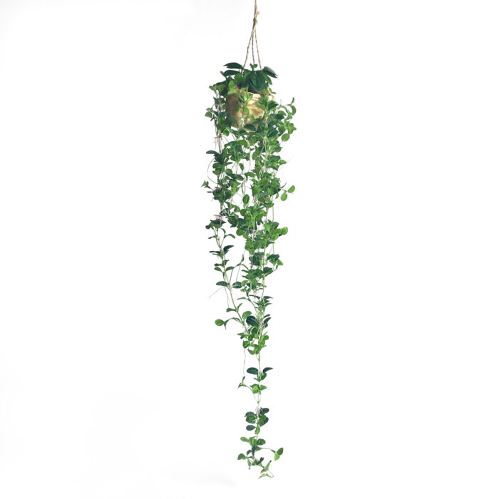 Glanspilea ampelkorg