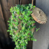 Glanspilea ampelkorg - Bild 2