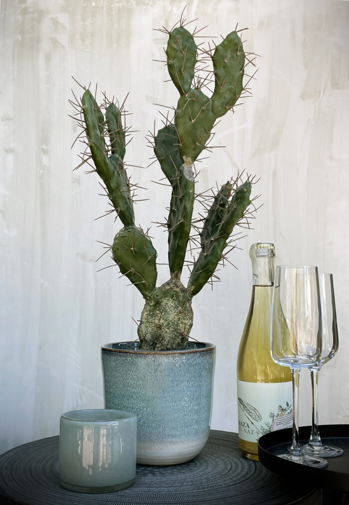 Cactus Needle - Bild 3