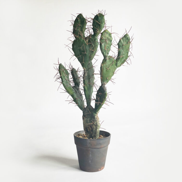 Cactus Needle