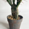 Cactus Needle - Bild 2