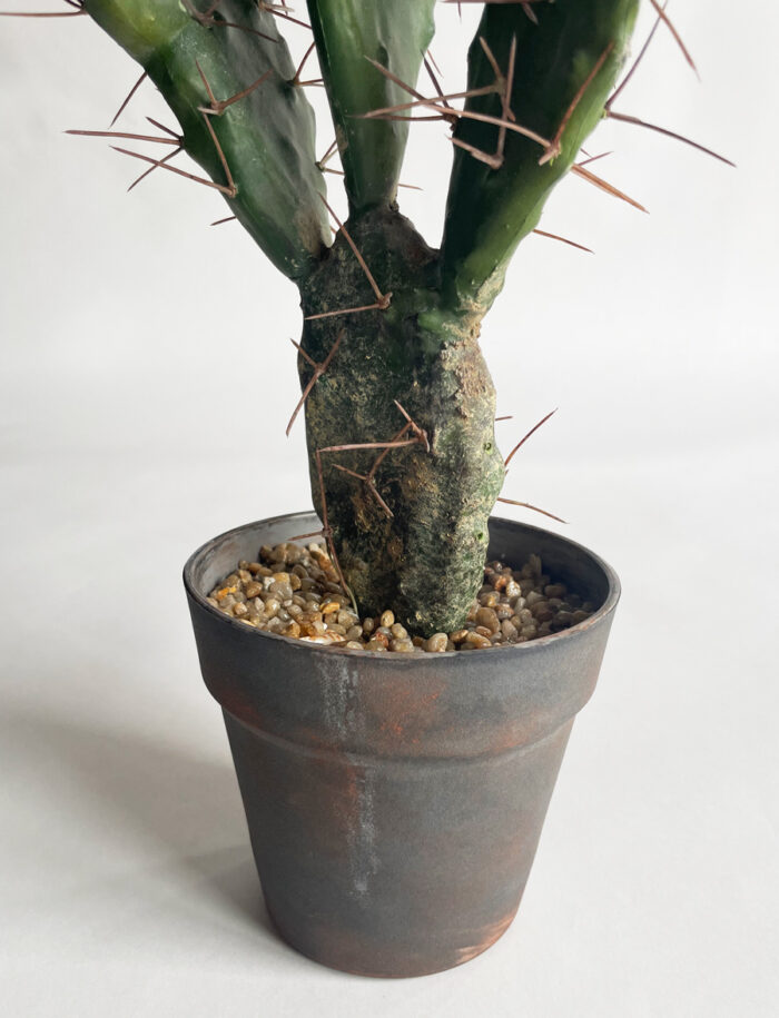 Cactus Needle - Bild 2