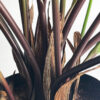 Calathea 56 cm - Bild 3