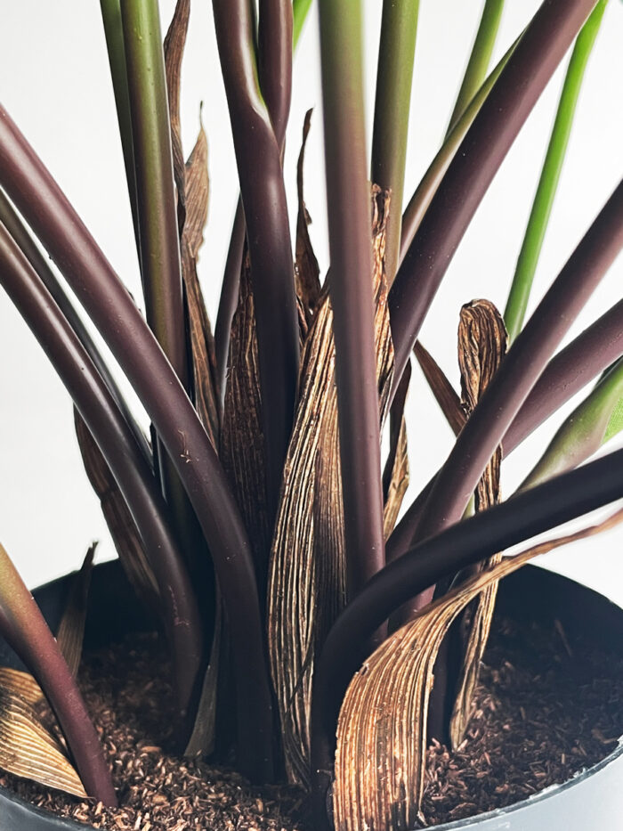 Calathea 56 cm - Bild 3